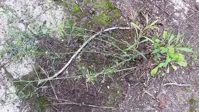 Lepidium graminifolium